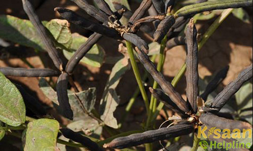 एल बी जी 623 (LBG-623)